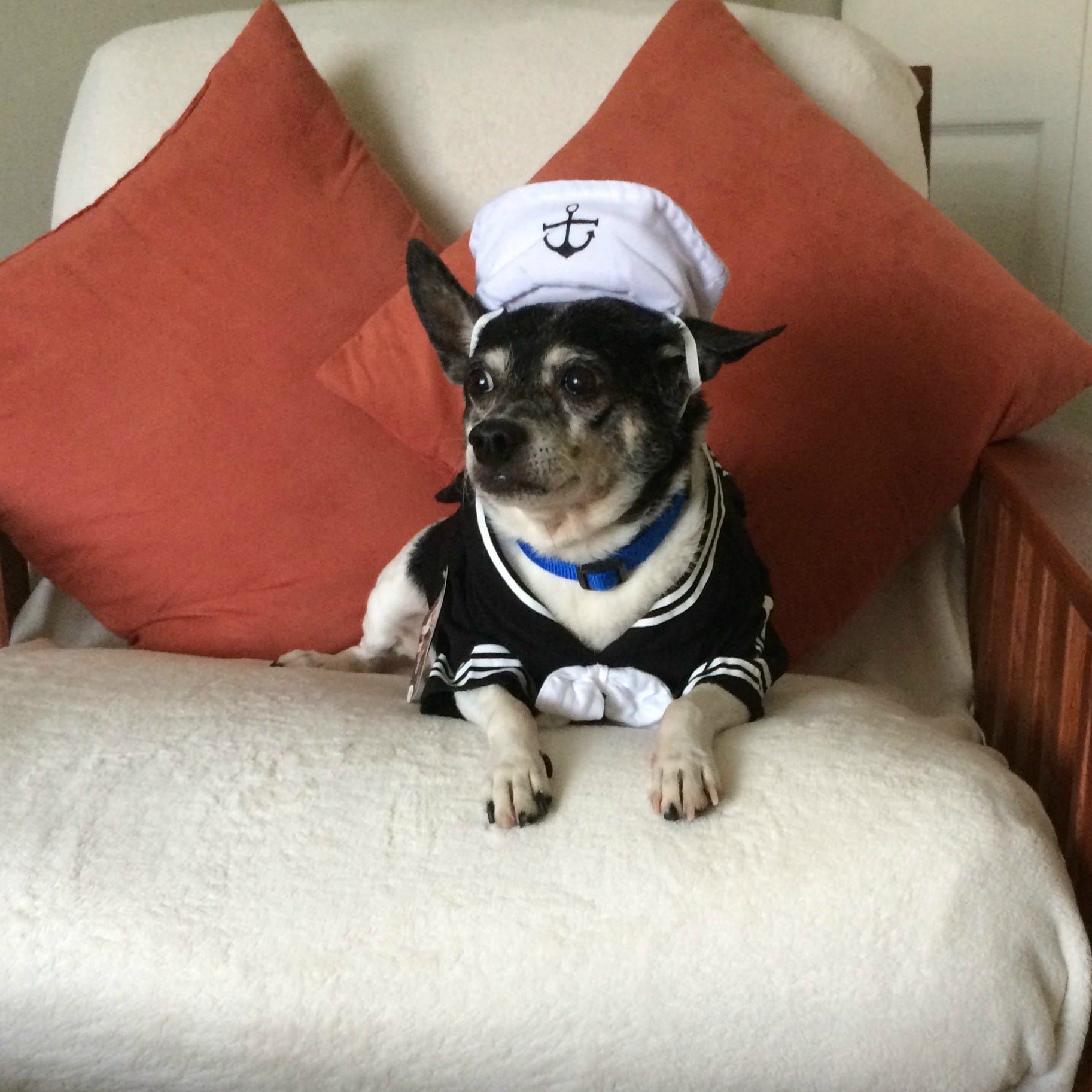 treasure coast humane society dogs